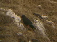 Alpenkauw [Pyrrhocorax graculus]